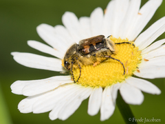 Trichiotinus affinis