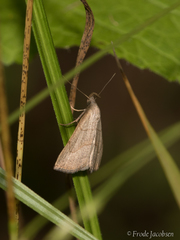 Macrochilo litophora