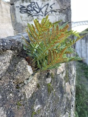 Polypodium
