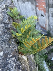 Polypodium