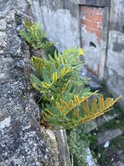 Polypodium