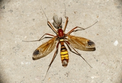 Ctenophora ornata