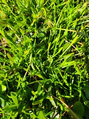 Lilaeopsis carolinensis