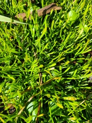 Lilaeopsis carolinensis