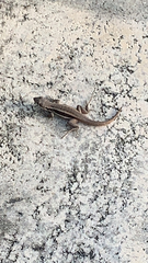 Leiocephalus psammodromus