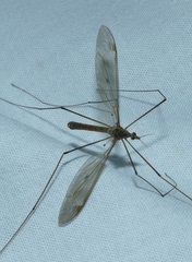 Tipula fulvipennis
