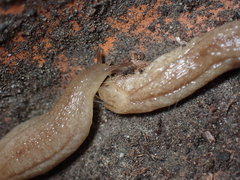 Testacella haliotidea