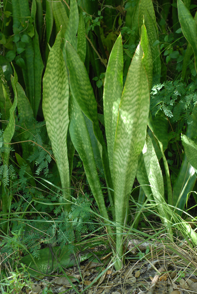 Sansevieria guineensis Weiner non Willd. 2