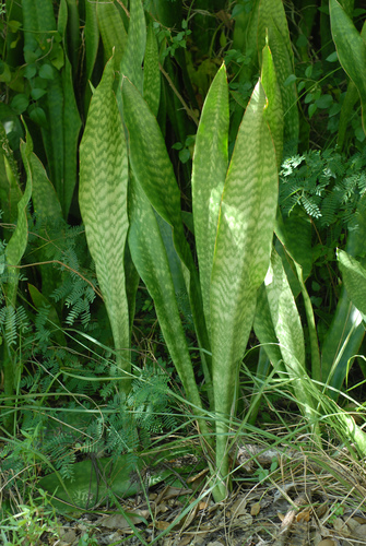 Sansevieria hyacinthoides
