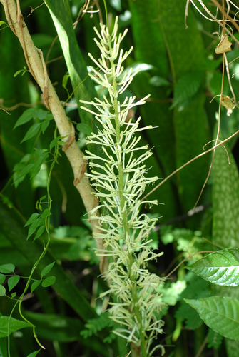 Sansevieria hyacinthoides