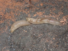 Testacella haliotidea