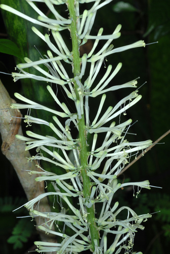 Sansevieria hyacinthoides