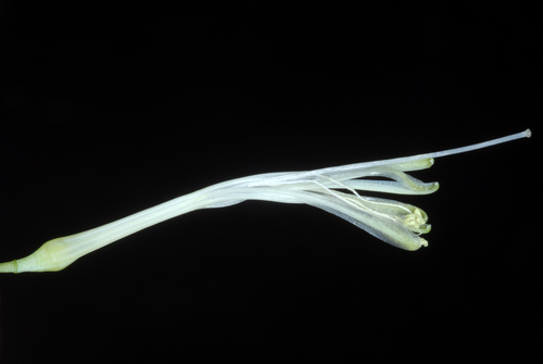 Sansevieria hyacinthoides