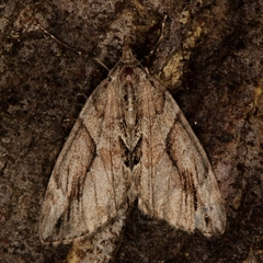 Thera cupressata