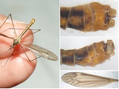 Tipula pierrei