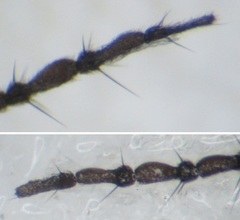 Tipula pierrei