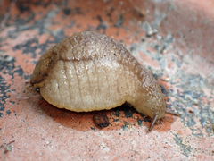 Testacella haliotidea