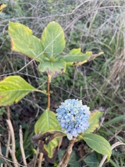 Hydrangea macrophylla