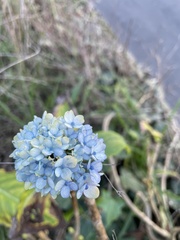 Hydrangea macrophylla