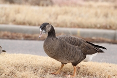 Anser anser × Branta canadensis