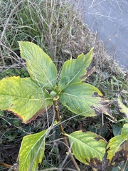 Hydrangea macrophylla