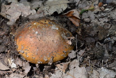 Glaucopodes