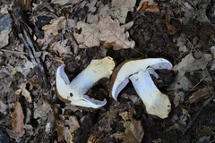 Glaucopodes