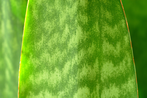 Sansevieria hyacinthoides