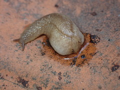 Testacella haliotidea