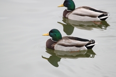 Anas platyrhynchos