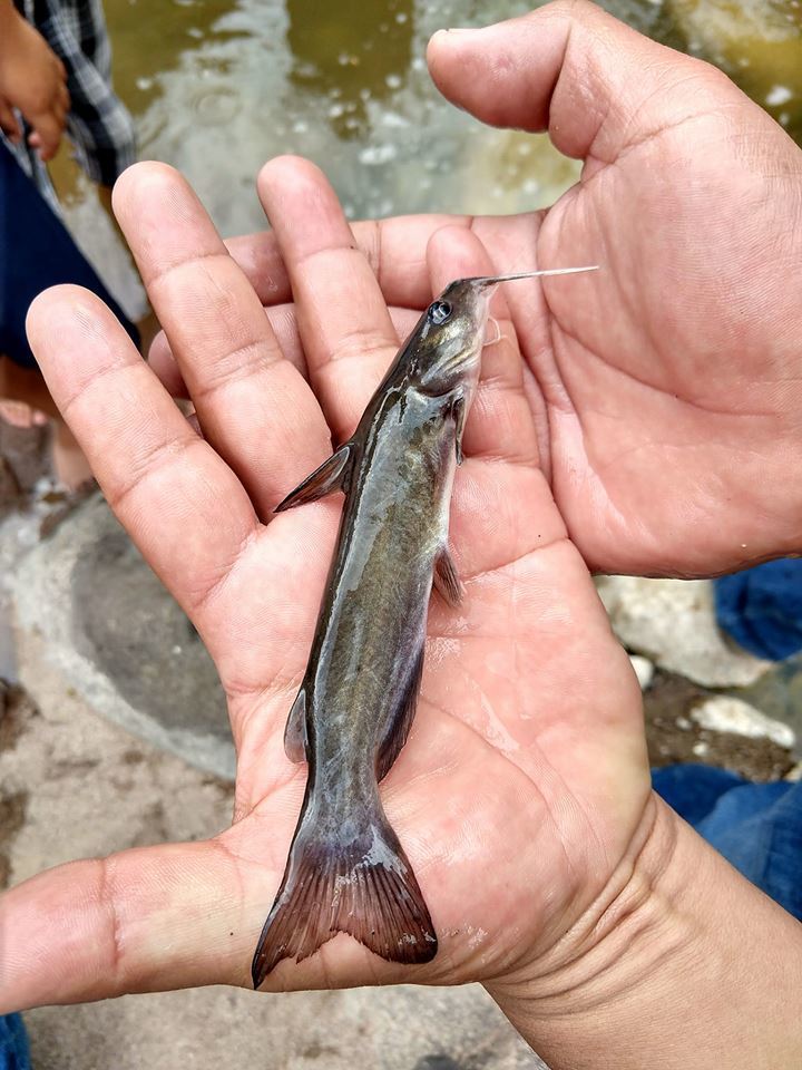 Rio Verde Catfish