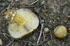 Glaucopodes