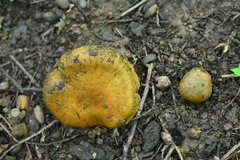 Glaucopodes
