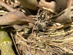 Phidippus bidentatus