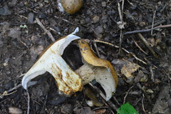 Glaucopodes