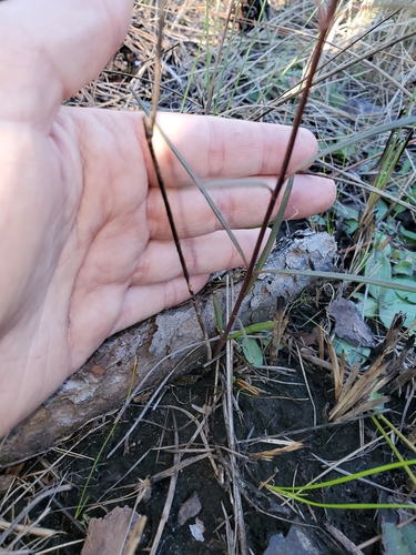 Asclepias verticillata image