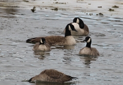 Branta hutchinsii