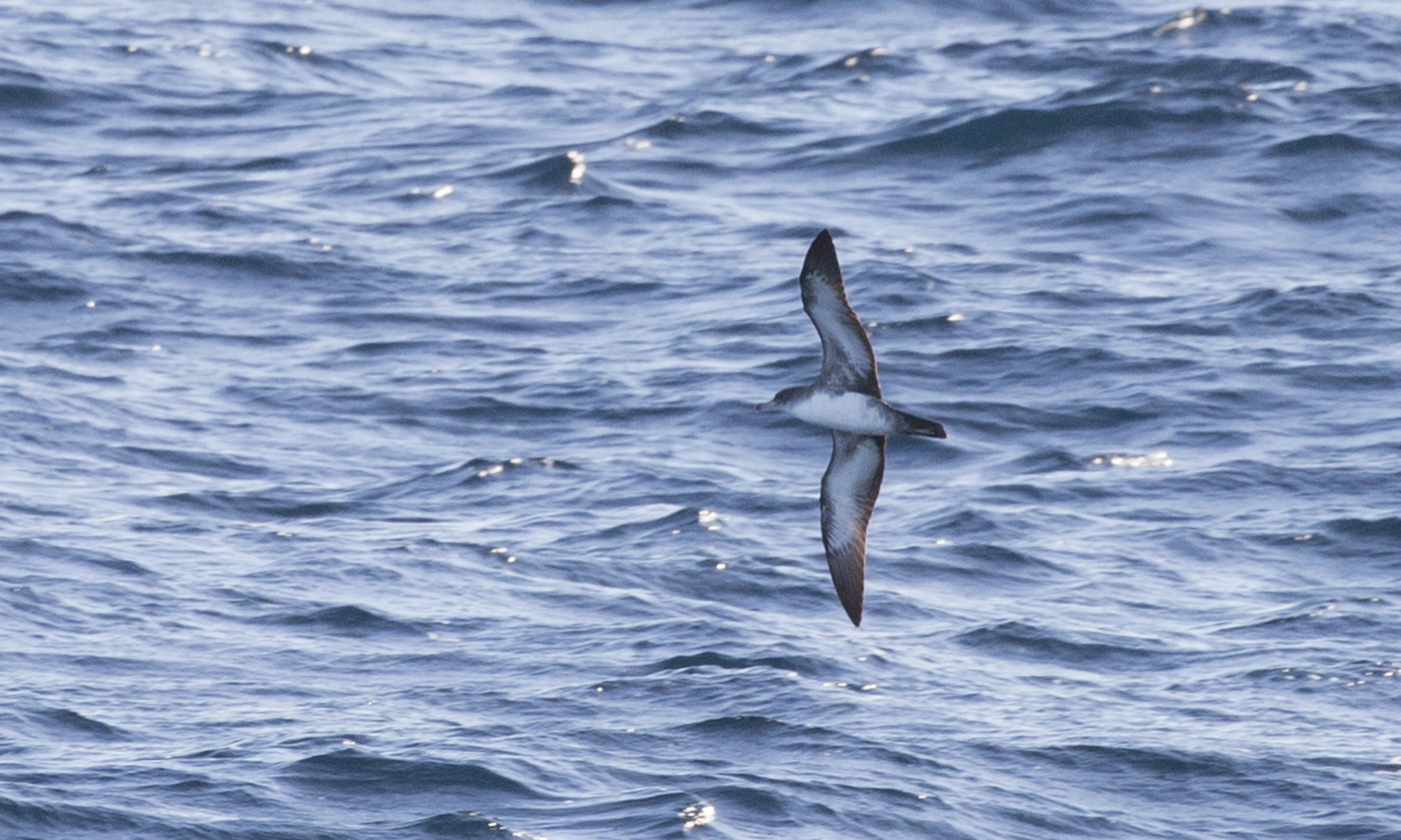 Pink-footed Shearwater