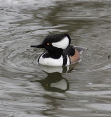 Lophodytes cucullatus
