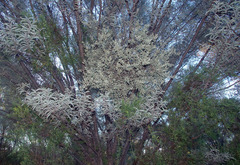 Acacia aneura