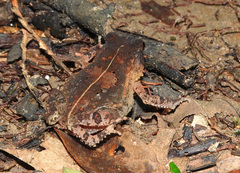 Sclerophrys camerunensis