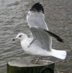 Larus delawarensis