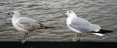 Larus delawarensis