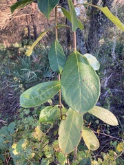 Terminalia muelleri