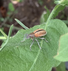 Naupactus verecundus
