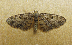 Eupithecia tantillaria