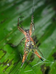 Micrathena brevipes