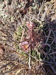 Echinofossulocactus pentacanthus
