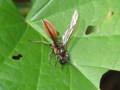 Polybia dimidiata