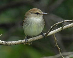 Cnemotriccus fuscatus